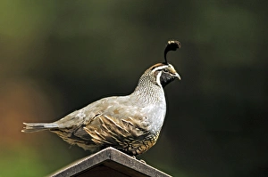 A male california quail perched on a bird house A male california quail perched on a bird house