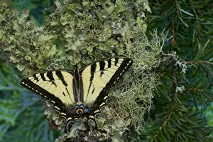 Images Dated 22nd December 2005: Male Canadian Tiger Swallowtail butterfly, Papilio canadensis