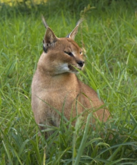 Male Caracal, Felis caracal, Emdonemi Cat Rehab, Hluhulwe, South Africa Male Caracal, Felis caracal, Emdonemi Cat Rehab, Hluhulwe, South Africa