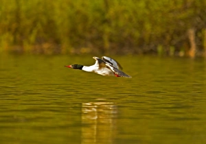 Male common merganser in flight at Whitefish Lake in Whitefish, Montana, USA Male common merganser in flight at Whitefish Lake in Whitefish, Montana, USA