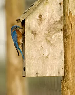 Images Dated 21st March 2004: Male Eastern bluebird on bird box Sialia sialis Central Florida