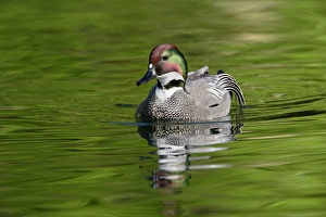 Male Falcated Duck or Falcated Teal, Anas falcata Male Falcated Duck or Falcated Teal, Anas falcata