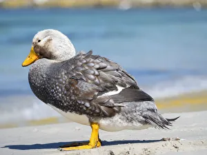 Male Falkland flightless Steamer duck (Tachyeres brachypterus Male Falkland flightless Steamer duck (Tachyeres brachypterus
