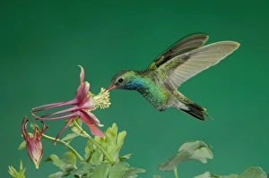 Male feeding on columbine (Aquilegia ssp.), Madera Canyon, Arizona, USA Male feeding on columbine (Aquilegia ssp.), Madera Canyon, Arizona, USA