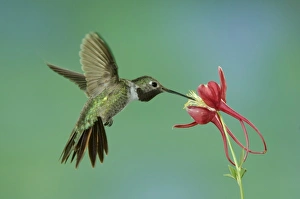 Male feeding on columbine(aquilegia ssp.), Paradise, Chiricahua Mountains, Arizona, USA Male feeding on columbine(aquilegia ssp.), Paradise, Chiricahua Mountains, Arizona, USA
