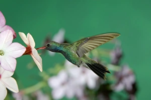 Male feeding on Nicotiana(Nicotiana ssp.), Madera Canyon, Arizona, USA Male feeding on Nicotiana(Nicotiana ssp.), Madera Canyon, Arizona, USA