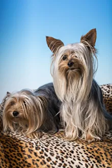 Male and female adult Teacup Yorkshire Terrier dogs. (PR) Male and female adult Teacup Yorkshire Terrier dogs. (PR)