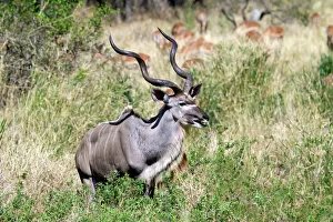 Images Dated 4th September 2010: Male greater kudu (Tragelaphus strepsiceros) Kruger National Park, South Africa, Africa