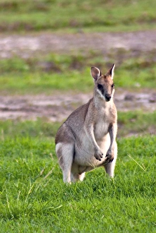 A male Grey kangaroos (Macropus giganteus) in field on a station in Queensland, Australia A male Grey kangaroos (Macropus giganteus) in field on a station in Queensland, Australia