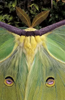 Images Dated 23rd February 2004: Male Luna Moth antenae and wing spots. (Actias luna)