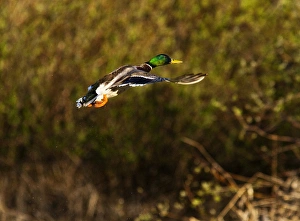 Male Mallard duck take flight near Whitefish Montana Male Mallard duck take flight near Whitefish Montana