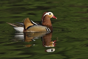 Male Mandarin Duck (Aix galericulata) Louisville, Kentucky Male Mandarin Duck (Aix galericulata) Louisville, Kentucky