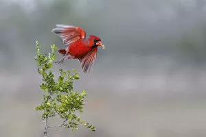 Images Dated 2nd March 2021: Male northern cardinal in flight, Rio Grand Valley, Texas