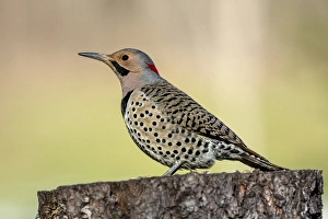 Male Northern Flicker, Colaptes auratus, Kentucky Male Northern Flicker, Colaptes auratus, Kentucky
