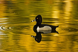 male ring-necked duck, swimming, Dawson Creek Park, Hillsboro, Oregon, USA male ring-necked duck, swimming, Dawson Creek Park, Hillsboro, Oregon, USA