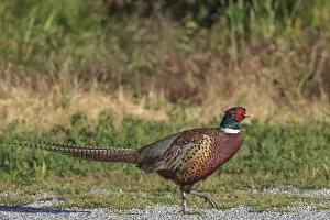 Images Dated 2nd May 2010: Male Ring-necked Pheasant. San Francisco Bay. California