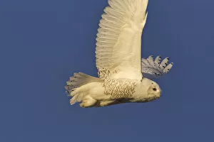 Male snowy owl in flight in Kalispell, Montana, USA