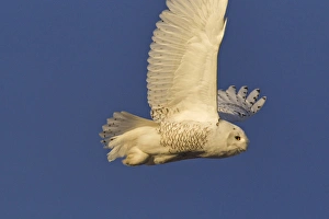 Male snowy owl in flight in Kalispell, Montana, USA Male snowy owl in flight in Kalispell, Montana, USA