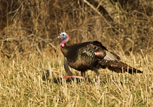 Wild Turkey Gallery: Male tom turkey in breeding plumage in spring in the Flathead Valley, Montana, USA