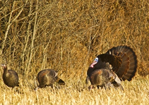 Wild Turkey Gallery: Male tom turkey with hens in the Flathead Valley, Montana, USA