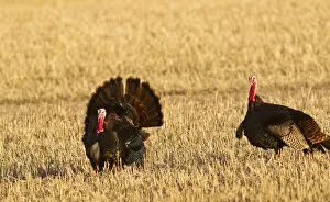 Wild Turkey Gallery: Male tom turkeys in breeding plumage in spring in the Flathead Valley, Montana, USA
