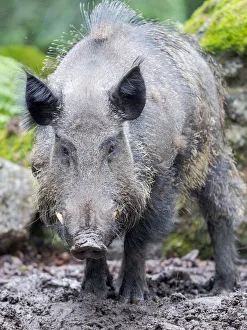 Male, tusker. Wild Boar (Sus scrofa) in Forest. National Park Bavarian Forest, enclosure Male, tusker. Wild Boar (Sus scrofa) in Forest. National Park Bavarian Forest, enclosure