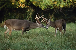Male White-tailed Deer sizing each other up, Odocoileus virginianus, Cades Cove Male White-tailed Deer sizing each other up, Odocoileus virginianus, Cades Cove