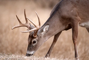 A male whitetail deer grazes in a meadow of dry grass in the fall A male whitetail deer grazes in a meadow of dry grass in the fall