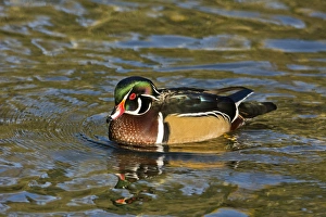 Male Wood Duck; swimming; Crystal Springs Rhododendron Garden; Porttland; Oregon; USA Male Wood Duck; swimming; Crystal Springs Rhododendron Garden; Porttland; Oregon; USA