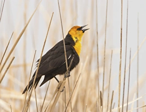 <b class=qtipBold><figcaption>Malhuer National Wildlife Refuge</figcaption></b><br>Bird perched on twig, Malheur National Wildlife Refuge, Oregon, USA<br><em>© © Bill Sutton / DanitaDelimont.com</em> Malhuer National Wildlife Refuge