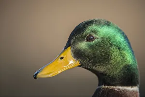 The mallard is a dabbling duck that breeds throughout the temperate The mallard is a dabbling duck that breeds throughout the temperate