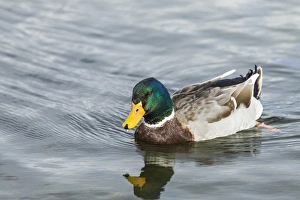 Mallard Drake afloat on the serene waters of Lake Murray, San Diego, California Mallard Drake afloat on the serene waters of Lake Murray, San Diego, California