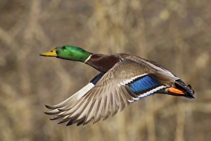 <b class=qtipBold><figcaption>Mallard Drake in Flight</figcaption></b><br>Mallard drake flying<br><em>© Ken Archer / DanitaDelimont.com</em> Mallard Drake in Flight