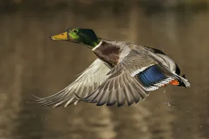 Mallard drake flying from Woodland Pond Mallard drake flying from Woodland Pond