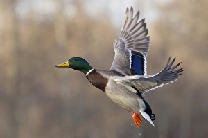 <b class=qtipBold><figcaption>Mallard Drake Taking Flight</figcaption></b><br>Mallard Drake flying<br><em>© Ken Archer / DanitaDelimont.com</em> Mallard Drake Taking Flight