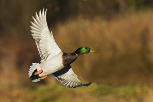 <b class=qtipBold><figcaption>Mallard Drake Taking Flight</figcaption></b><br>Mallard drake flying<br><em>© Ken Archer / DanitaDelimont.com</em> Mallard Drake Taking Flight