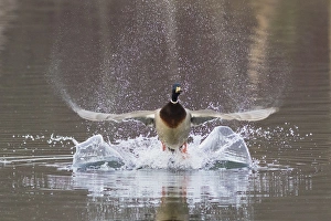 <b class=qtipBold><figcaption>Mallard Drake Taking Flight</figcaption></b><br>Mallard drake flying<br><em>© Ken Archer / DanitaDelimont.com</em> Mallard Drake Taking Flight
