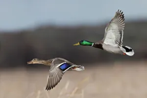 Mallard Duck Pair in Flight