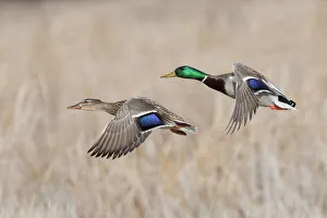 Mallard Duck Pair flying