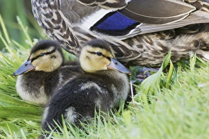 <b class=qtipBold><figcaption>Mallard Ducklings</figcaption></b><br><em>© Ken Archer / DanitaDelimont.com</em> Mallard Ducklings