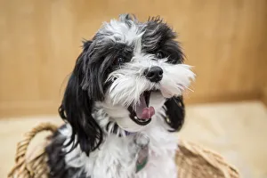 Maltipoo puppy sitting in a basket yawning Maltipoo puppy sitting in a basket yawning