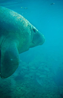 Manatee, sea cow in Florida waters. manatee, sea cow, mammal, florida, underwater Manatee, sea cow in Florida waters. manatee, sea cow, mammal, florida, underwater