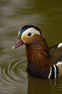 Mandarin Duck (Aix galericulata) CAPTIVE Slimbridge Wildfowl and Wetlands Trust Mandarin Duck (Aix galericulata) CAPTIVE Slimbridge Wildfowl and Wetlands Trust