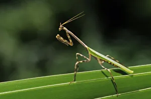 Mantid, Mantidae, adult on palm frond, The Inn at Chachalaca Bend, Cameron County Mantid, Mantidae, adult on palm frond, The Inn at Chachalaca Bend, Cameron County