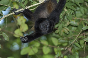 Mantled Howler Monkey, Tortuguero National Park, Costa Rica Mantled Howler Monkey, Tortuguero National Park, Costa Rica