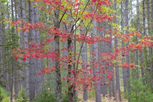 Maple in fall, Hiawatha National Forest, near Munising, MI Maple in fall, Hiawatha National Forest, near Munising, MI