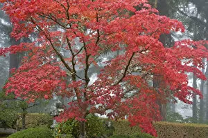 Images Dated 21st October 2008: A maple tree in fall color at the Portland Japanese Garden, Oregon