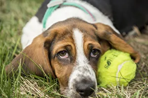 Maple Valley, Washington State, USA. Three month old Basset puppy resting beside her Maple Valley, Washington State, USA. Three month old Basset puppy resting beside her
