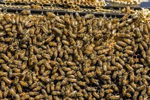Maple Valley, Washington State, USA. Frames full of worker bees storing honey Maple Valley, Washington State, USA. Frames full of worker bees storing honey