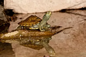 MapTurtle, Graptemys geographica, Native to Northeastern US
